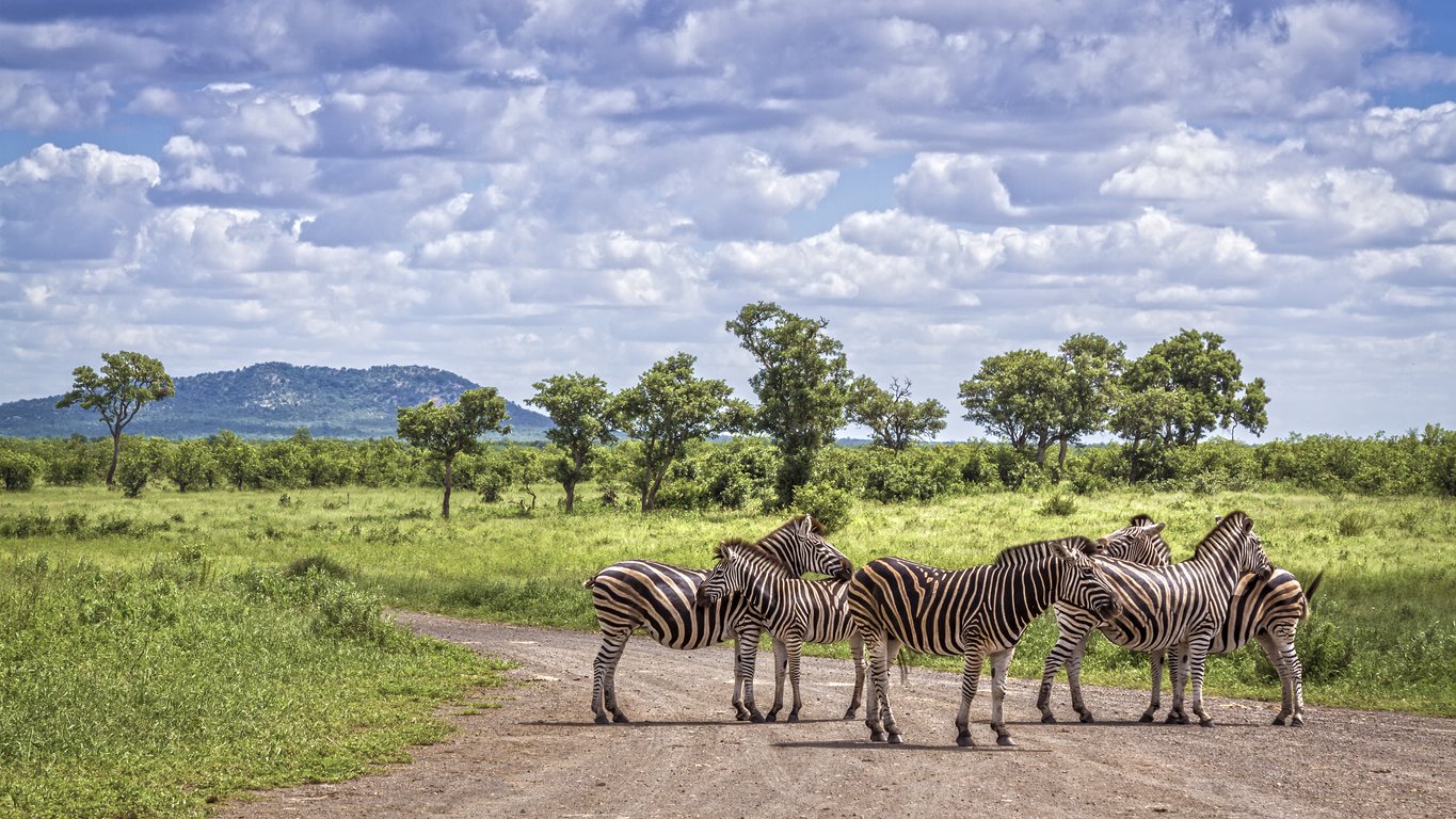 Zèbre de Burchell dans le parc National Kruger, Afrique du Sud 