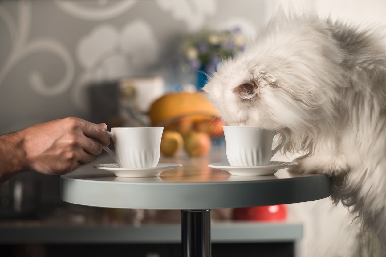 bar à chats