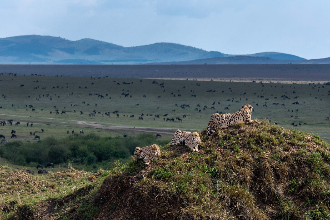 kenya la reserve nationale de masai mara