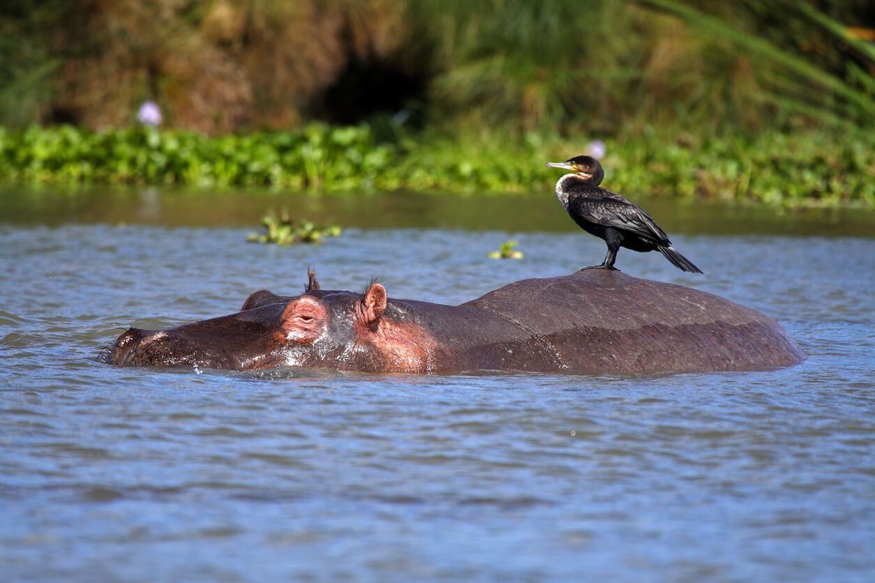 kenya le lac naivasha