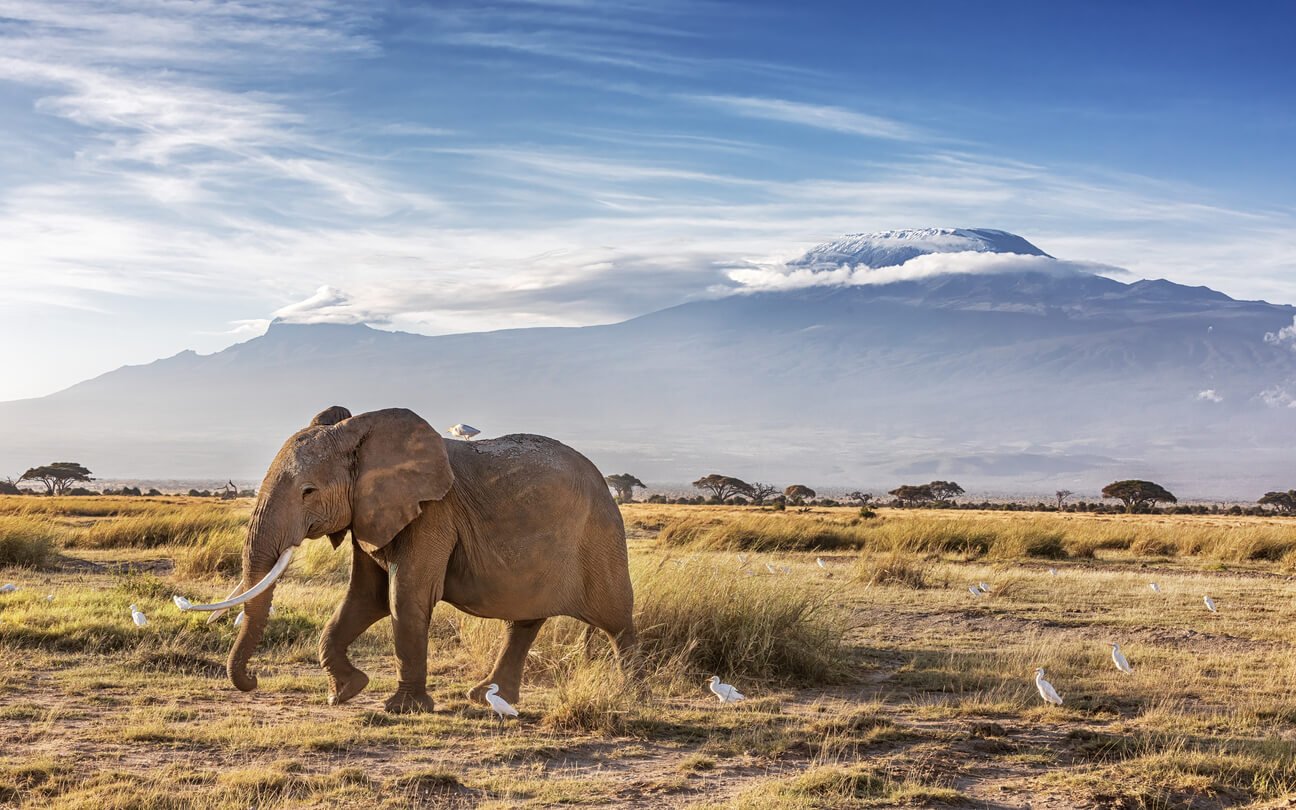 kenya le parc national d amboseli