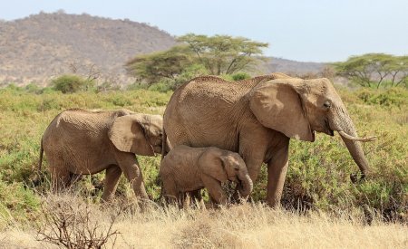 Safari Kenya Elephants