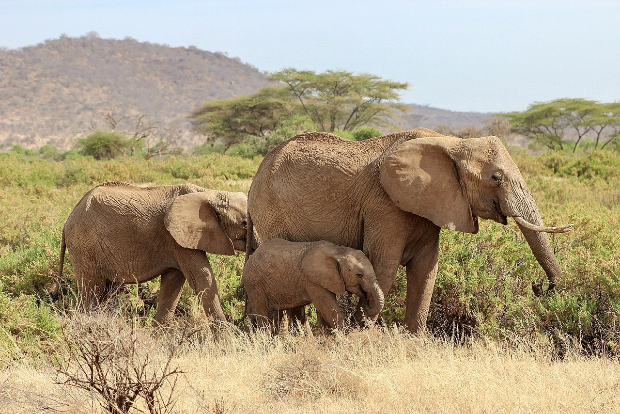 Safari Kenya Elephants