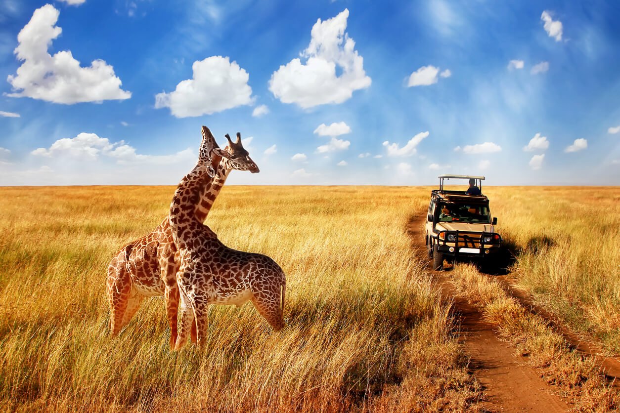tanzanie le parc national du serengeti 167
