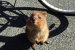 quokka2