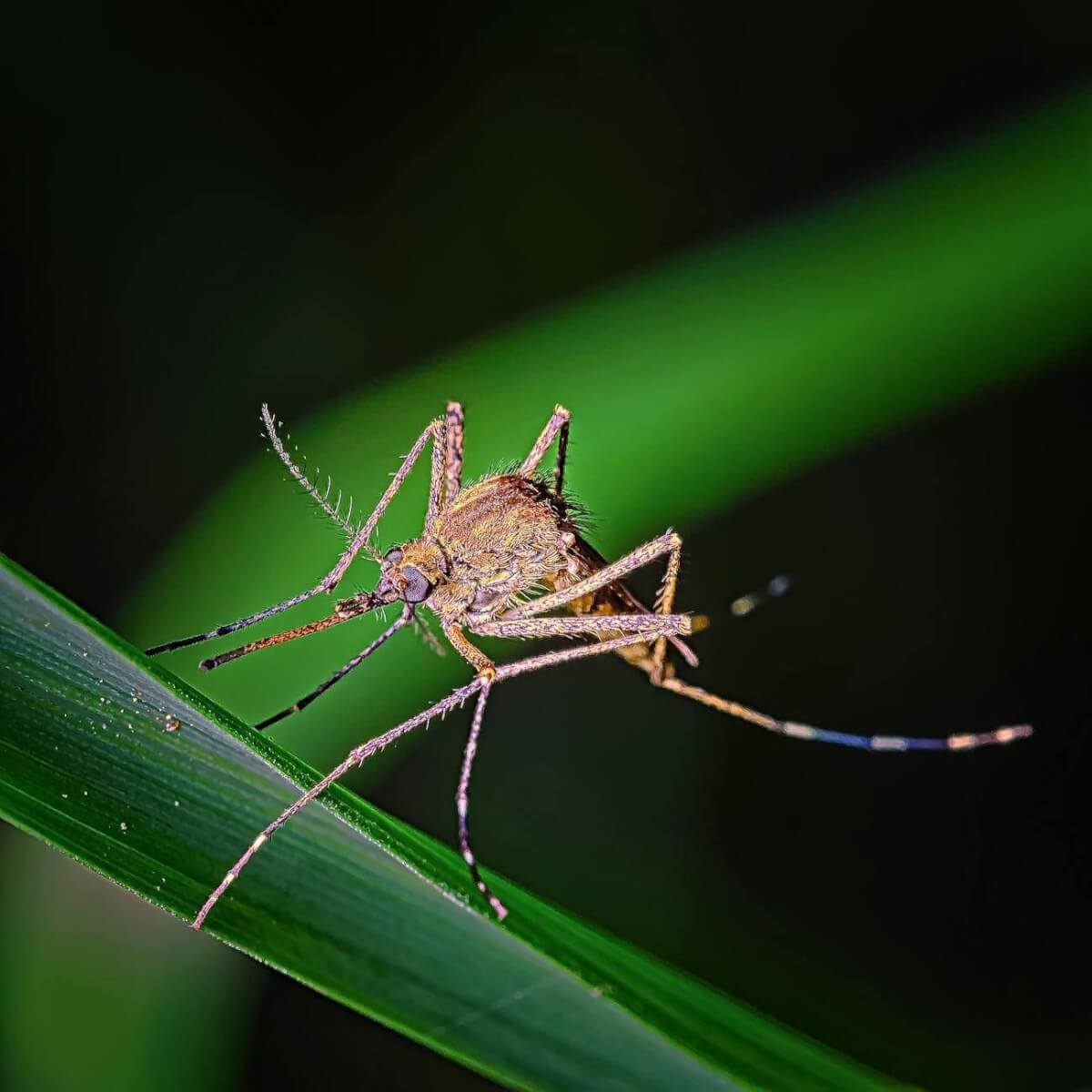 a mosquito on green leaf in close up photography