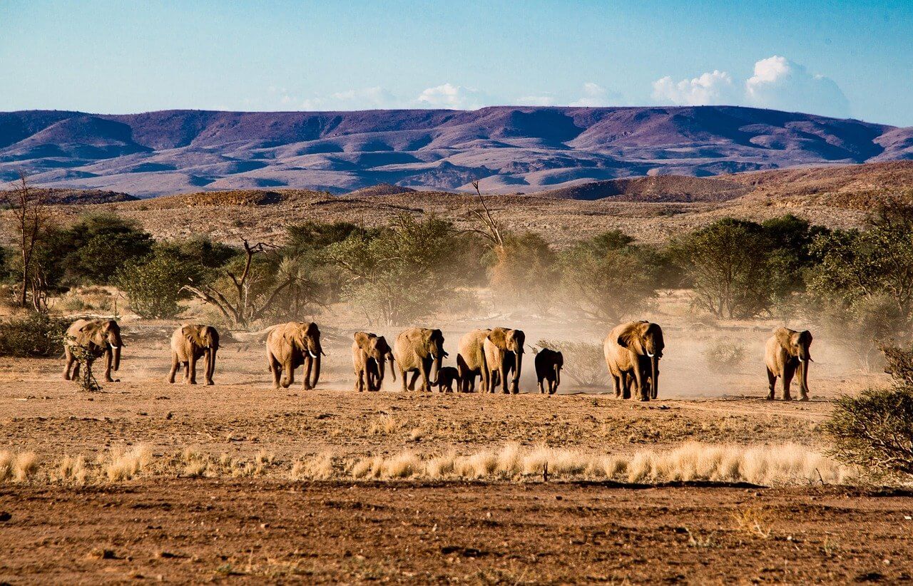 Incendies à Etosha, en Namibie : dangers pour la nature, inquiétudes pour le tourisme 1 incendies à Etosha