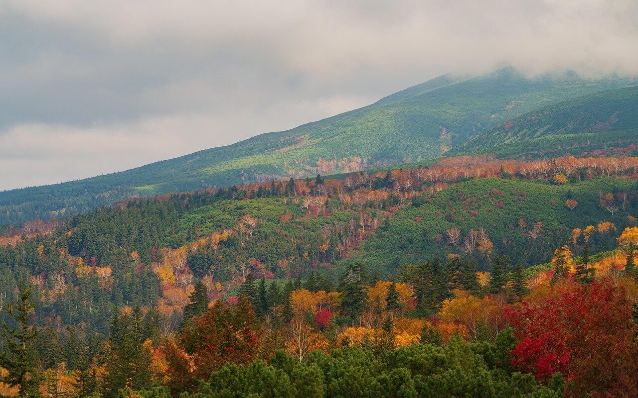 forest autumn landscape fall 9196674