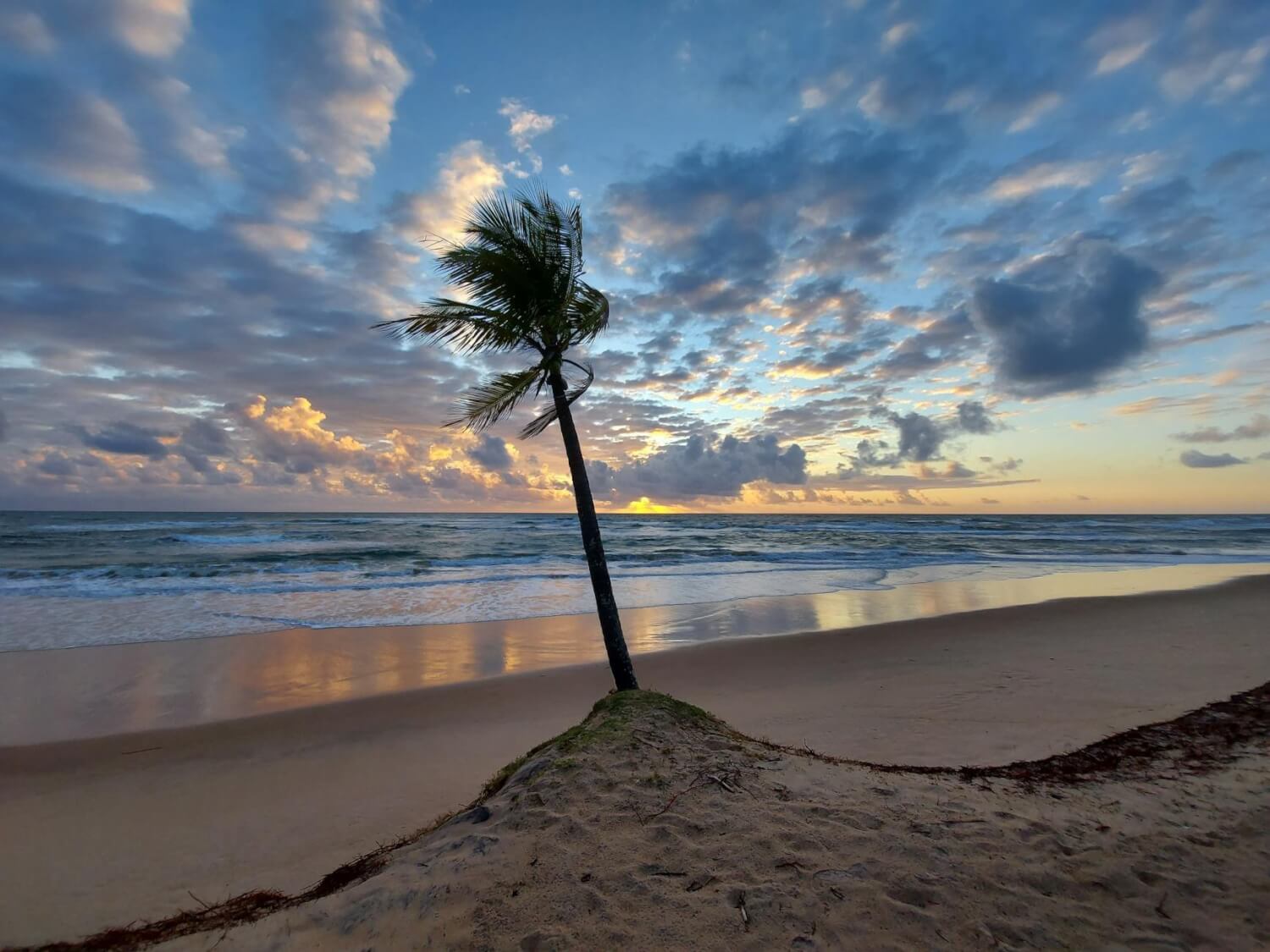 scenic beach sunset with palm tree and waves