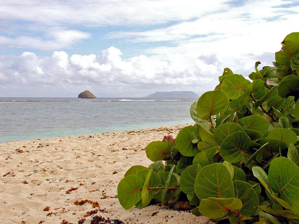 L'île de la Désirade : Climat, Température, Quand Partir…, Guadeloupe