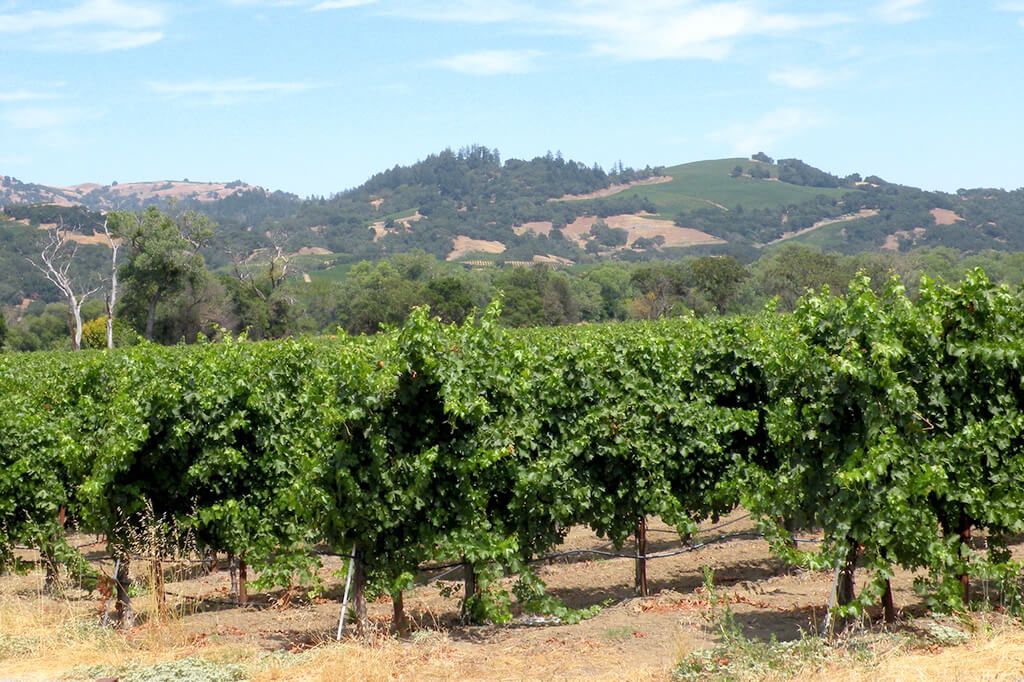 Quand Partir dans la Napa Valley ? Climat, météo et température
