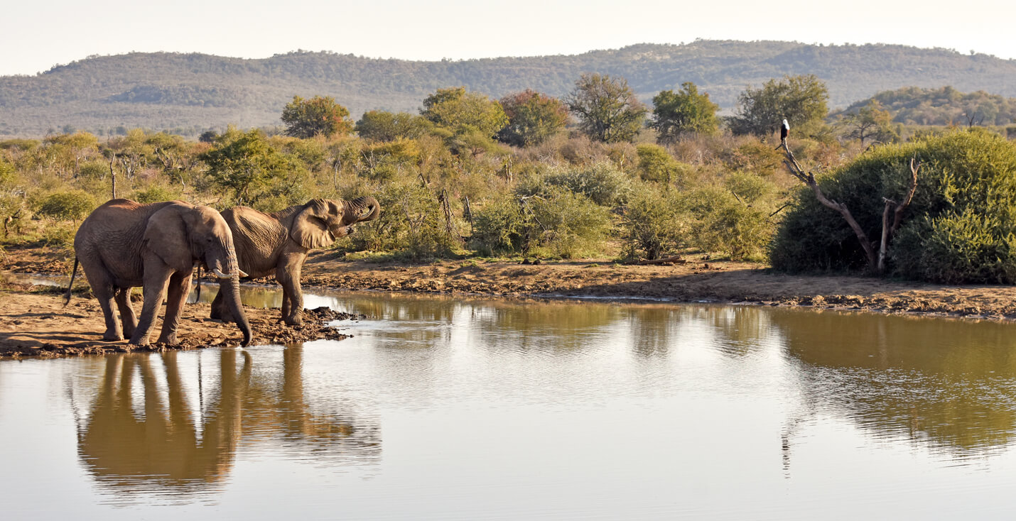 La Réserve de Madikwe
