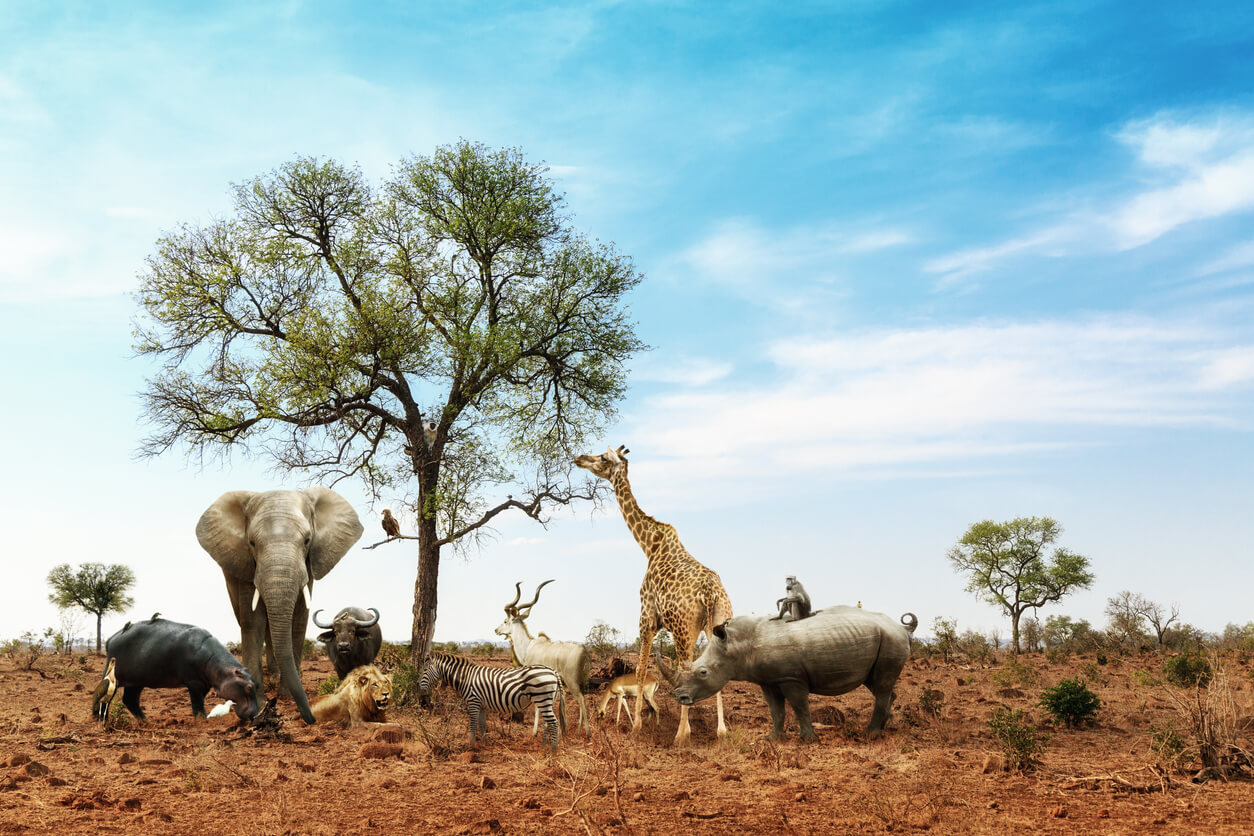 safari africa de sud