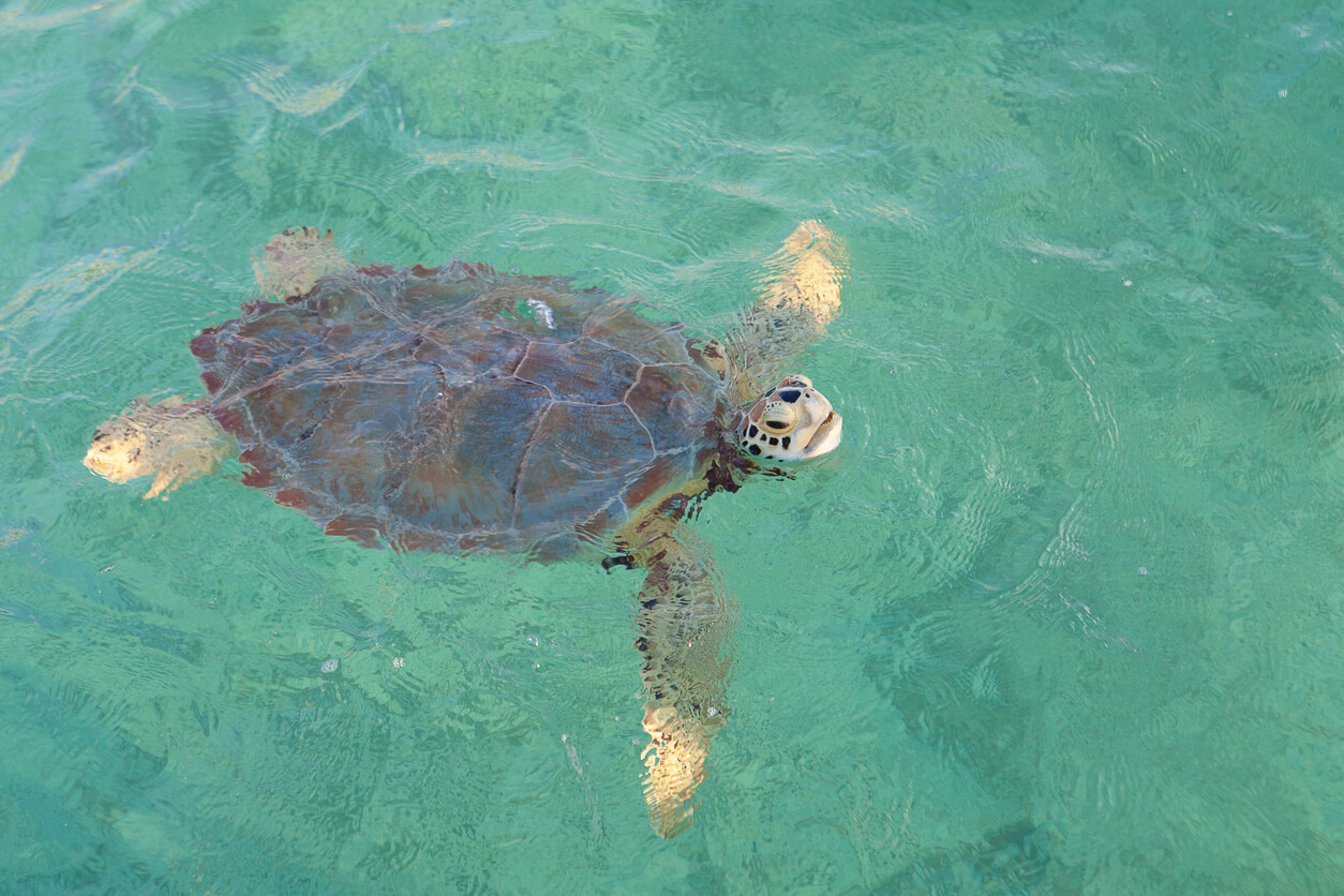 Baha Mar Ecological Aquatic Conservation Habitat (Nassau)