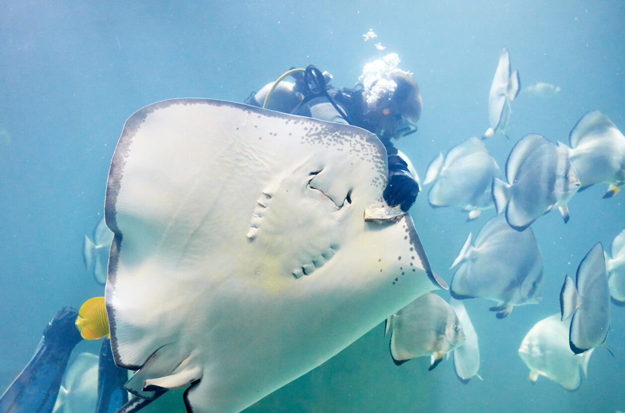 Stingray City (Great Harbour Cay)