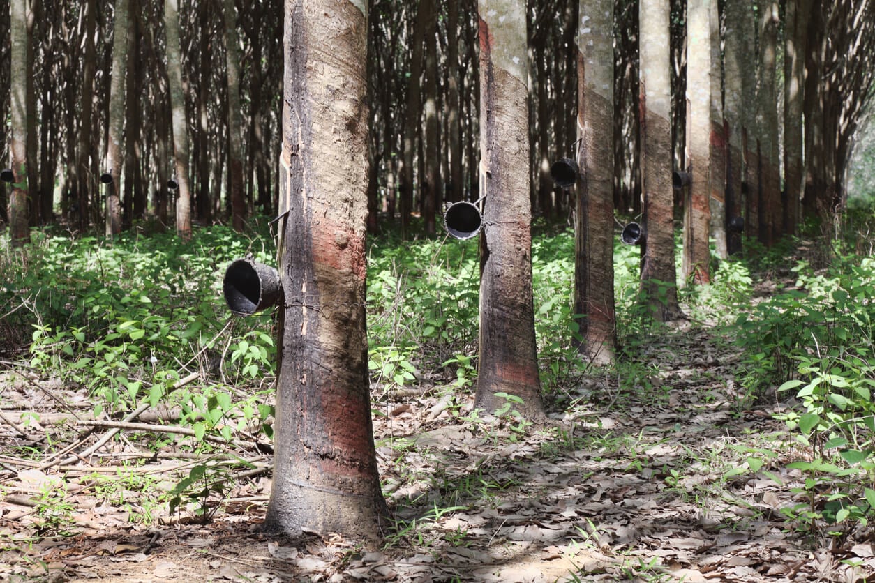 La forêt d’hévéas de Bang Kao