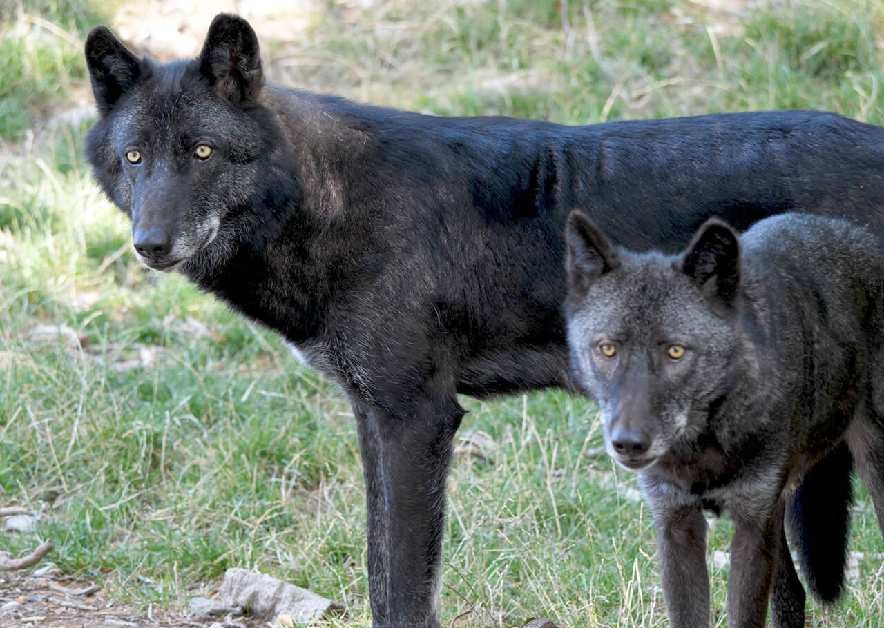 Parc des loups du Gévaudan