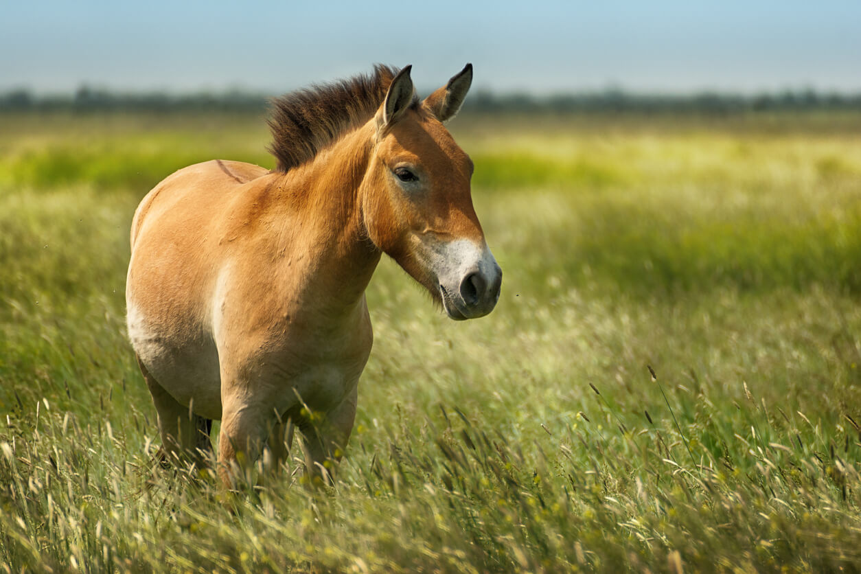 Chevaux de Przewalski