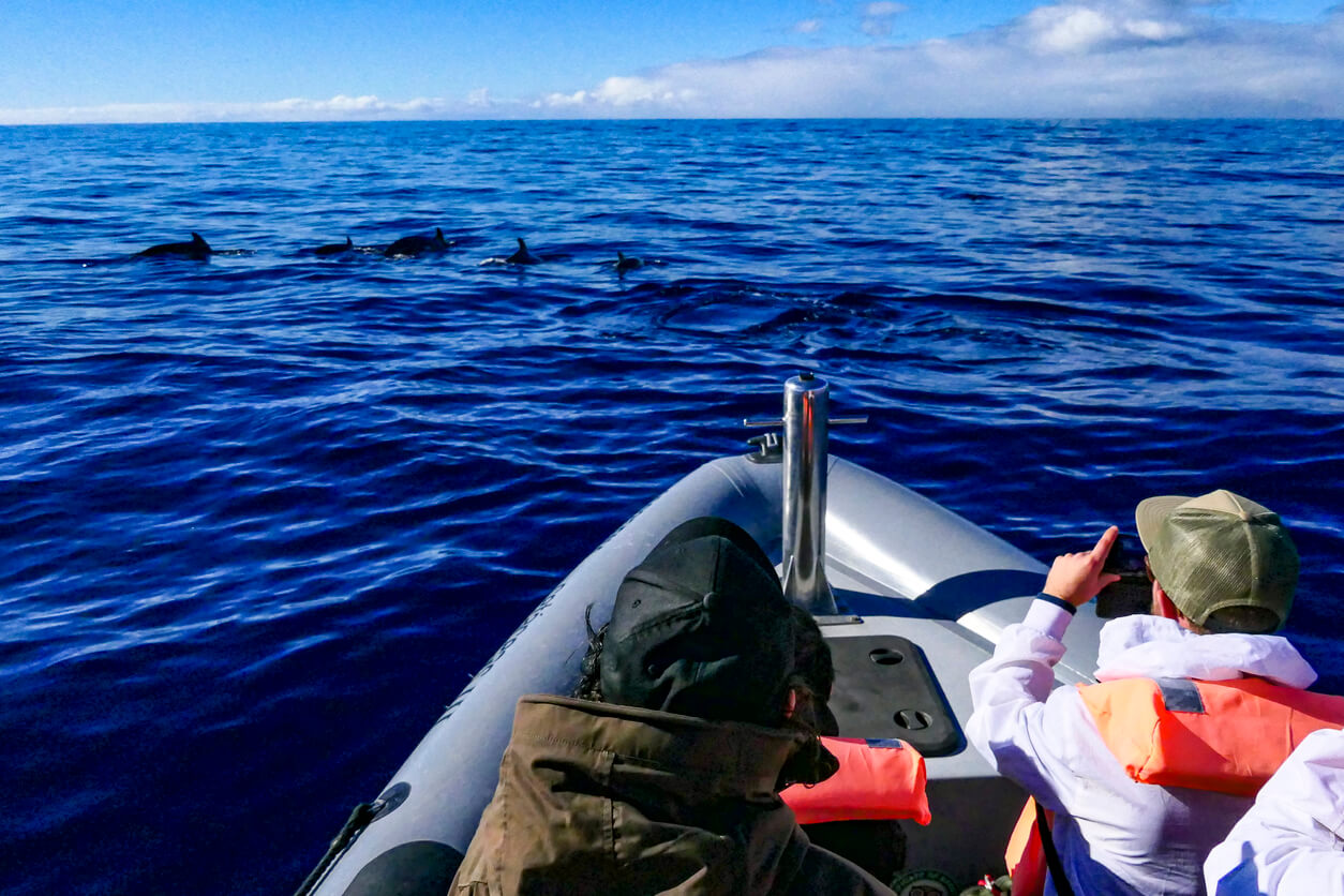 Voir les baleines et les dauphins (Estreito da Calheta)