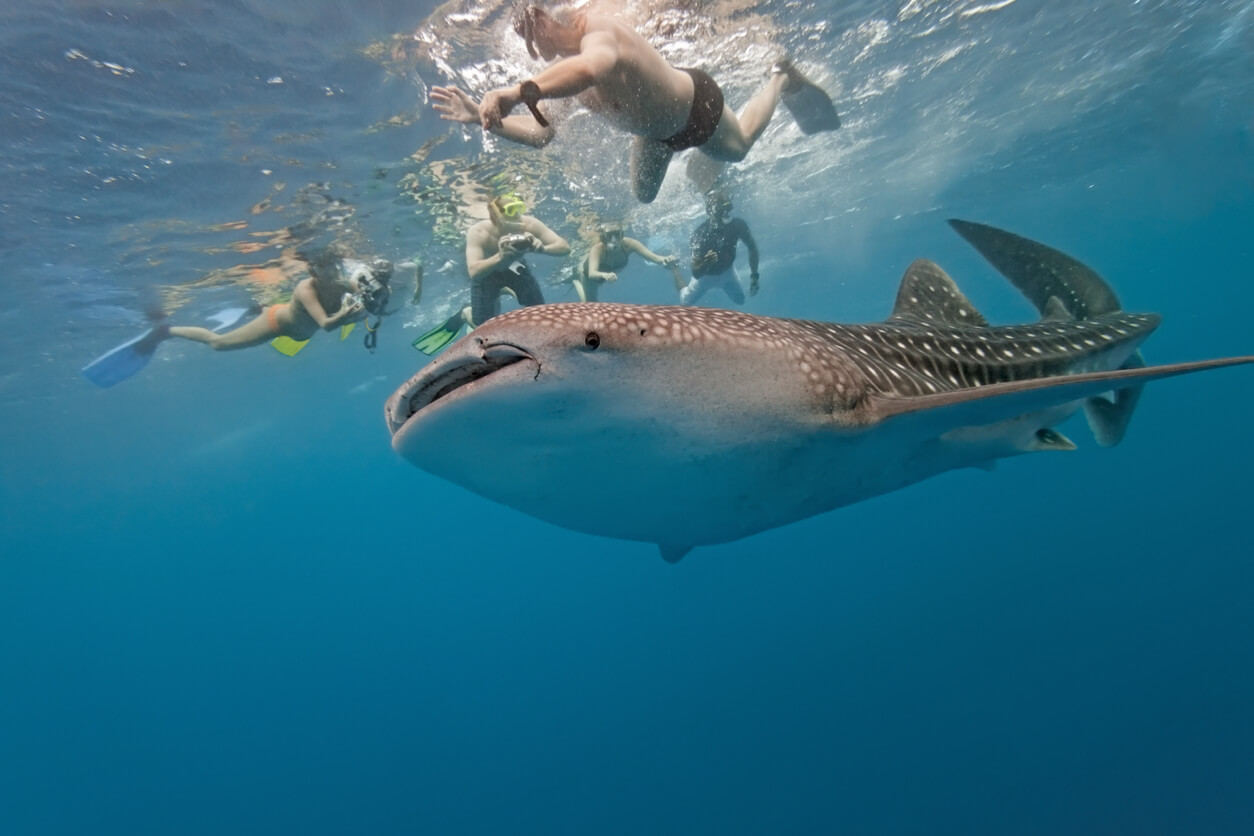 Nager avec les requins-baleines dans l'atoll de South Ari