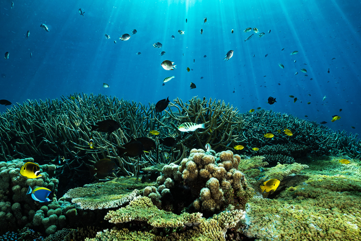 Faire de la plongée sous-marine