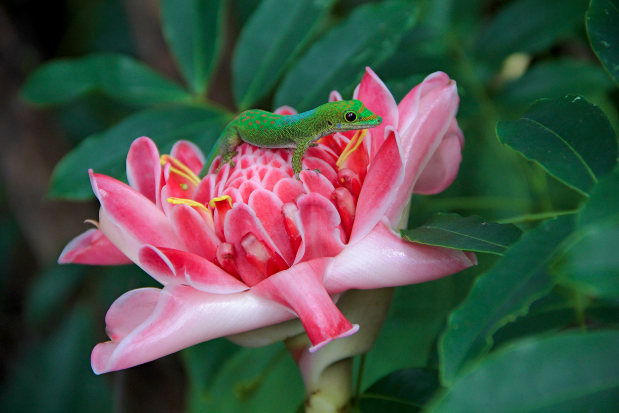 Le Jardin botanique de Coconi
