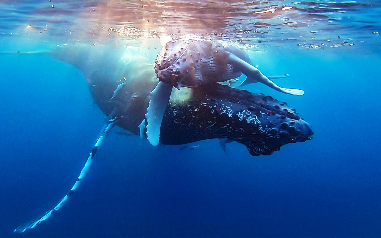 Observer les baleines et les dauphins