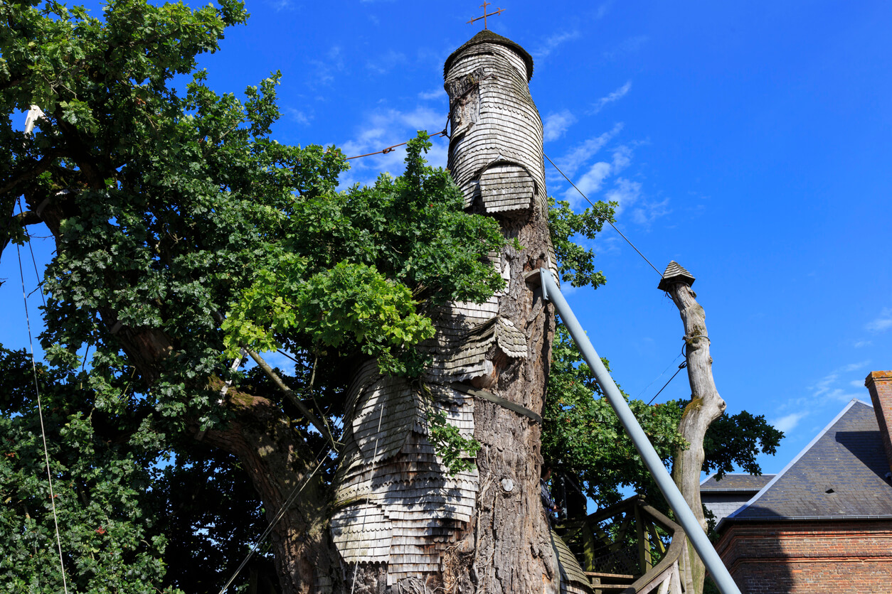 Le chêne d’Allouville-Bellefosse