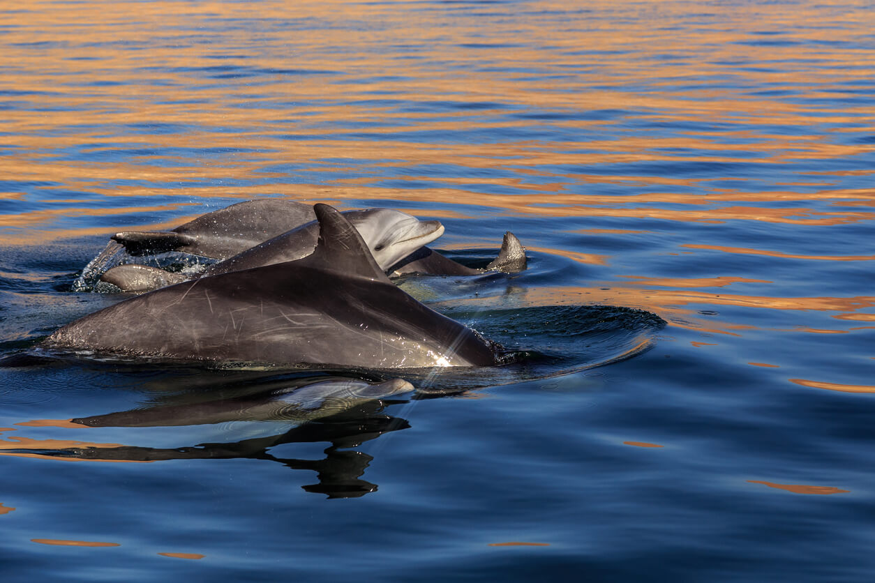 Voir des dauphins dans la réserve nationale de Paracas
