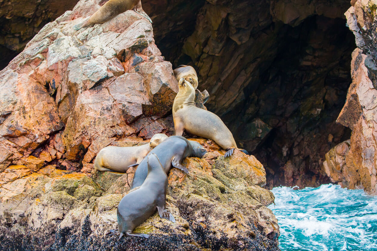 Voir des otaries dans les îles Ballestas