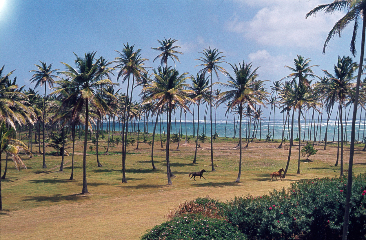 Faire du cheval le long des côtes de Sainte-Lucie