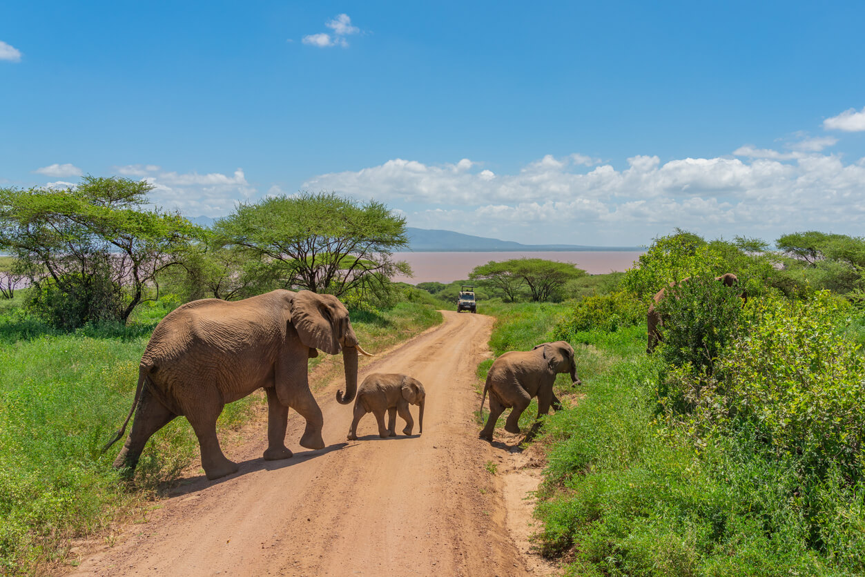 Le parc national de Tarangire