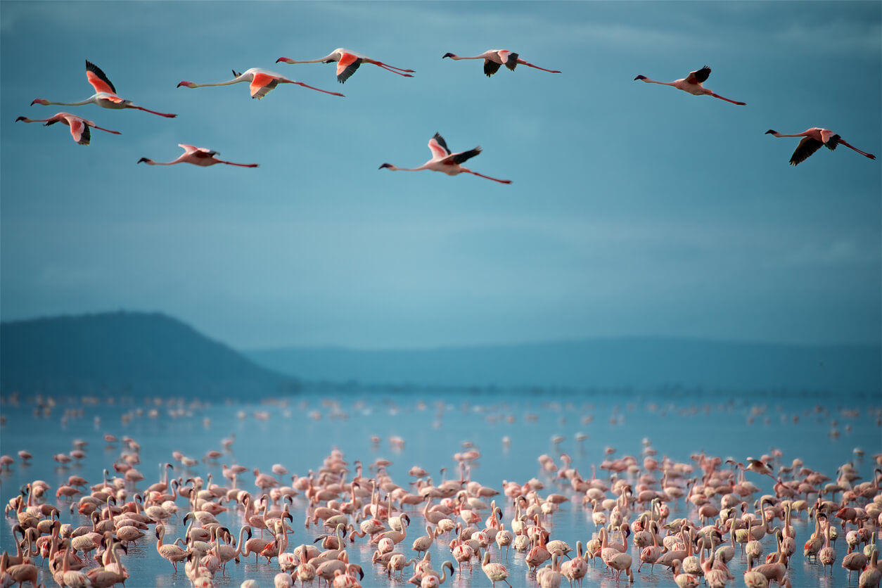 Le parc national du lac Manyara