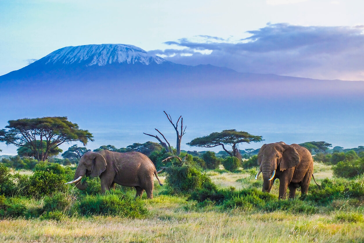 safari tanzanie quand