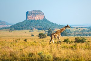 Afrique du Sud : Entabeni Safari Wildlife Reserve