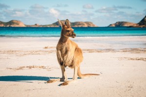 Australie : Un kangourou sur une plage de Lucky Bay dans le parc national de Cape Range