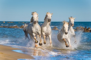 Camargue : Troupeau de chevaux de Camargue