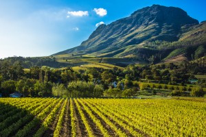 Stellenbosch : Stellenbosh et la route des Vins