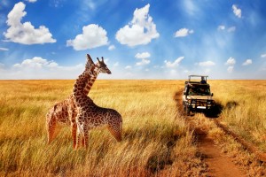 Serengeti (Parc National) : Le parc national du Serengeti