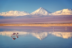 San Pedro de Atacama (Désert d'Atacama) : Salar de Atacama
