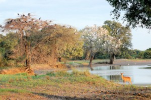 Parc national de Luangwa Sud (South Luangwa) : 