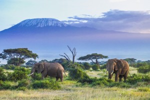 Tanzanie : Deux éléphants et le Kilimandjaro en arrière plan