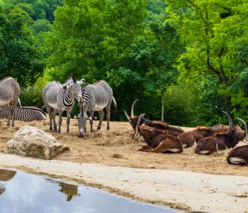 Le Zoo de beauval (Centre-Val de Loire)