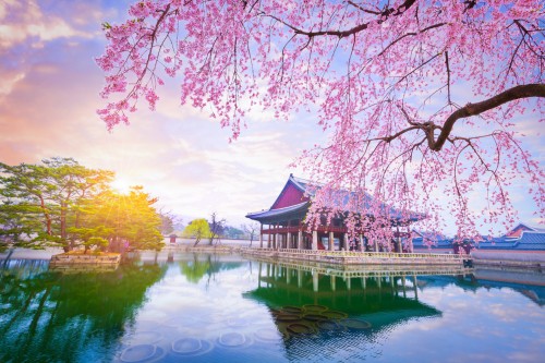 Corée du Sud : Palais de Gyeongbokgung (Séoul) avec les cerisiers en fleurs au printemps