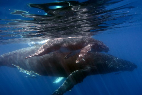 Les baleines à bosse à Sainte-Marie