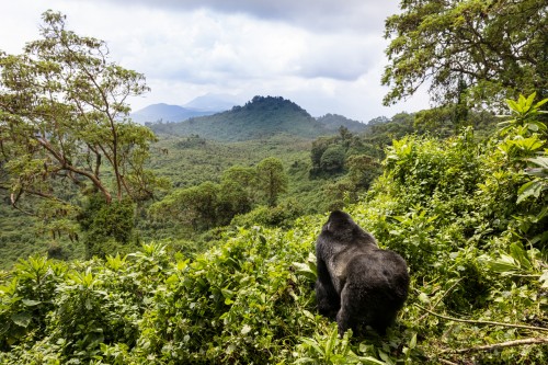 Rwanda : Un gorille dans le Parc national des volcans