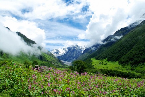 Le Parc national de la Vallée des fleurs (Uttrakhand)