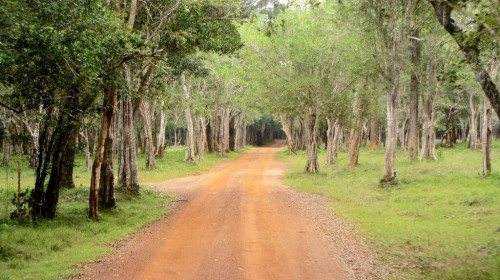 Le Parc national de Wilpattu