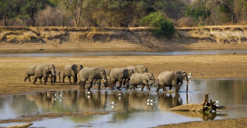 Zambie : Un troupeau d'éléphant traverse la rivière Luangwa