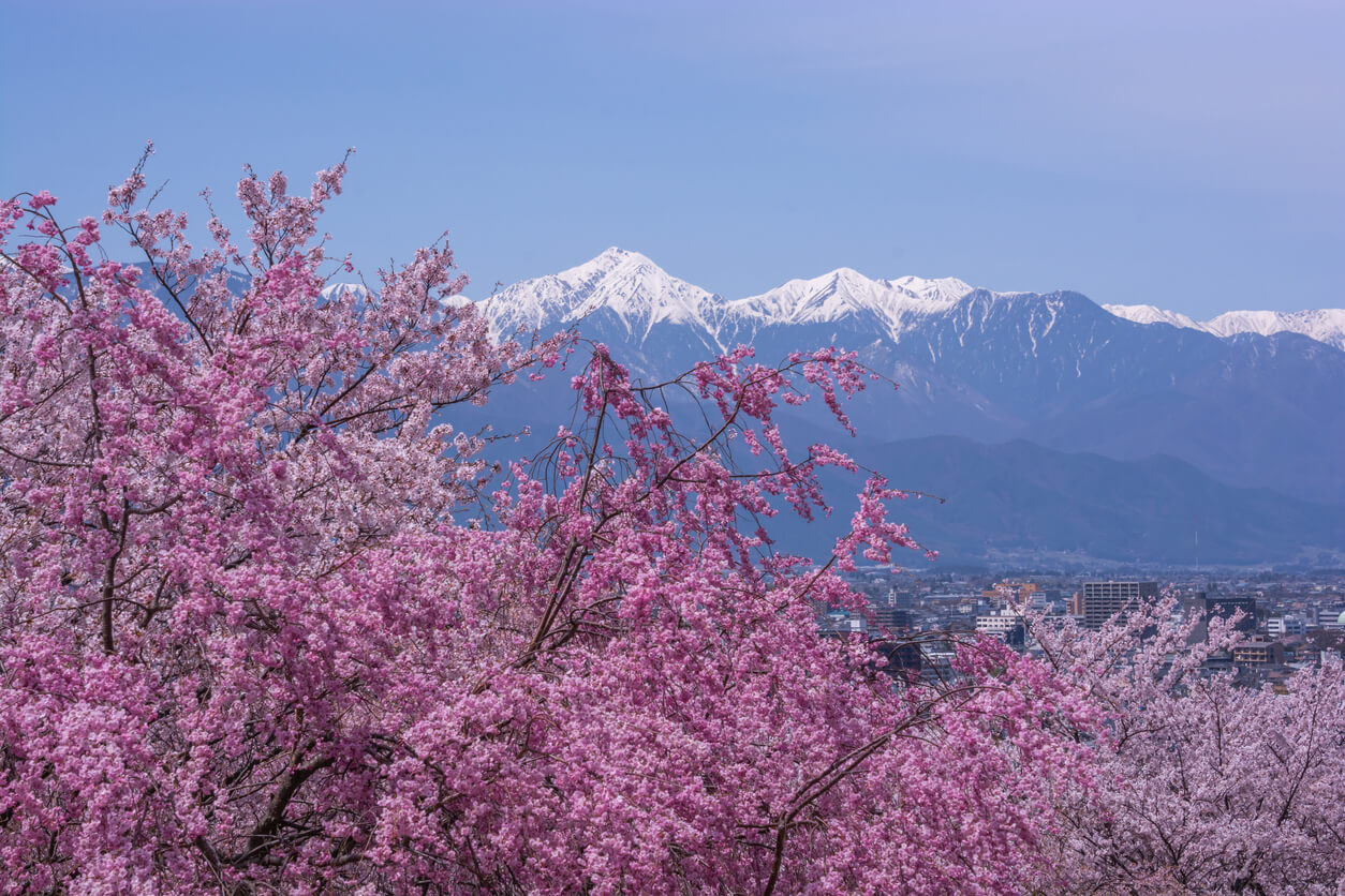 Cerisiers en fleurs dans les Alpes japonaises